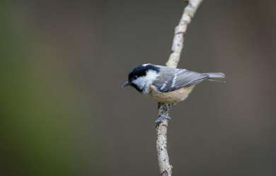 Coal tit: Periparus ater